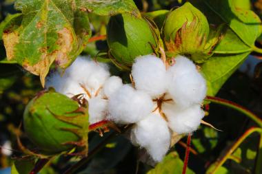 World Cotton Day unterstreicht entwicklungspolitische Bedeutung von Baumwolle